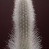 Trixanthocereus_blossfeldiorum